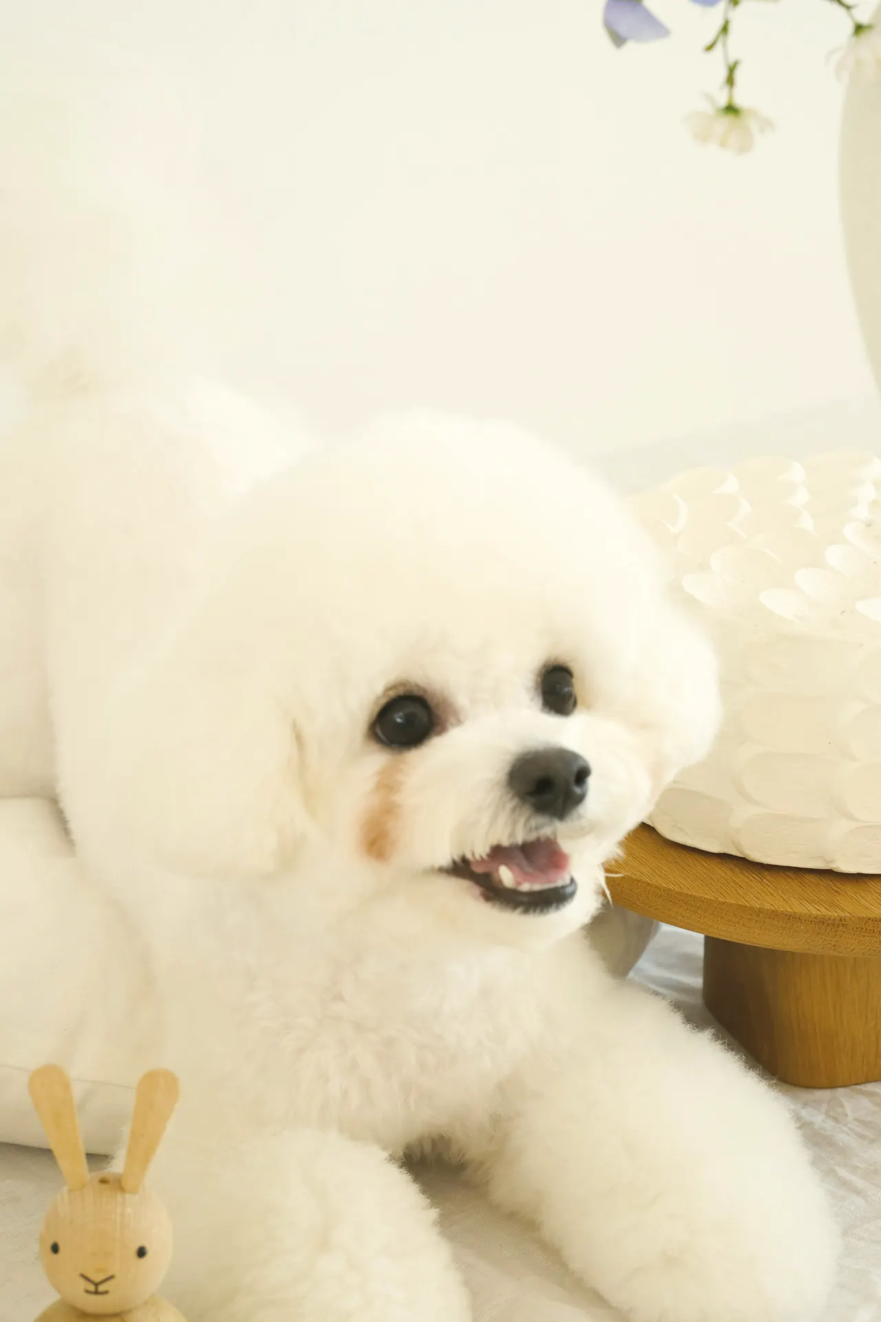 Bichon alb, pufos, zâmbind