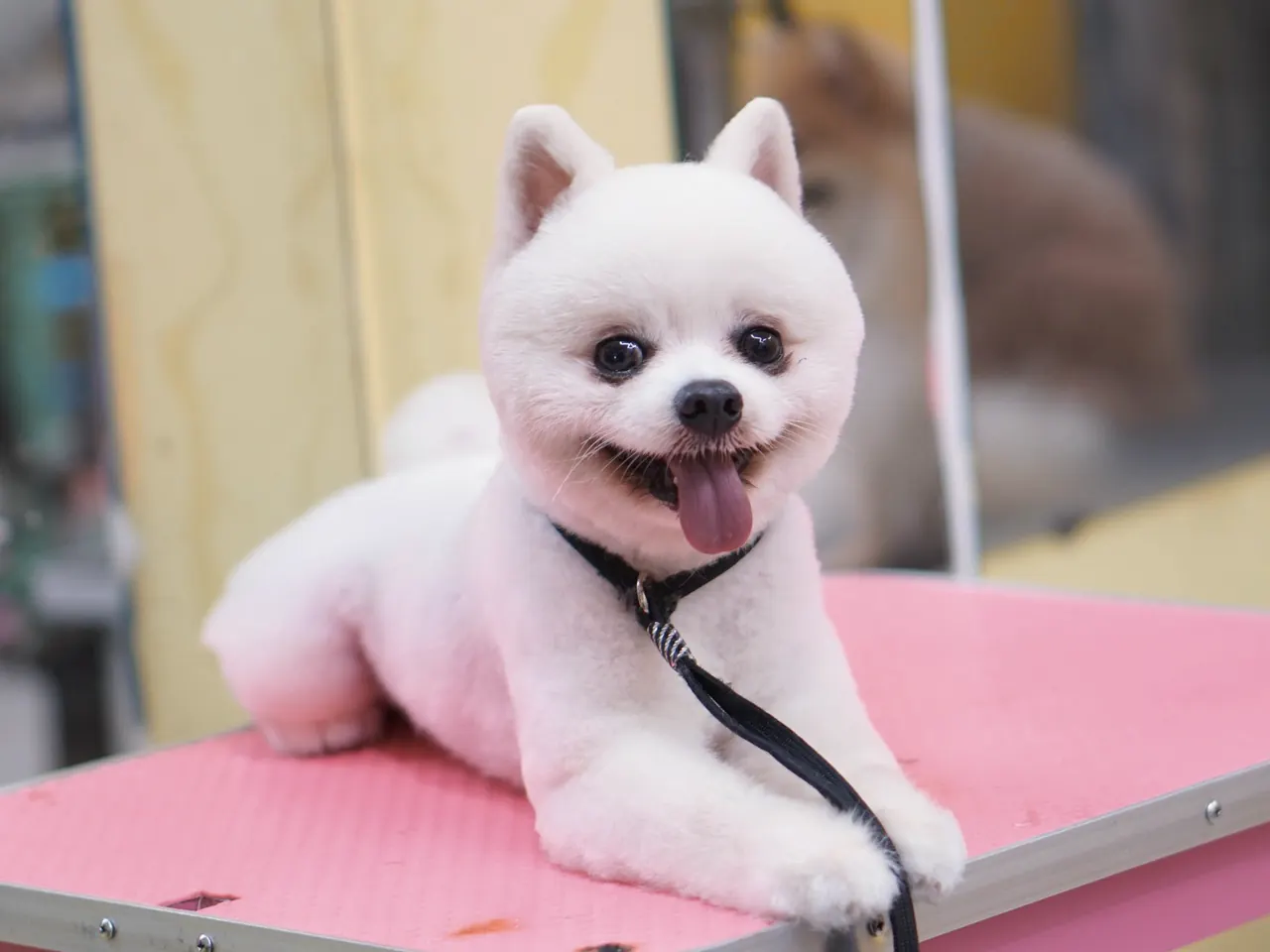 Pomeranian alb, tuns rotund, vesel, pe o masă de toaletaj roz
